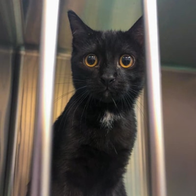 St. Michael's Companion Animal Hospital's Patients