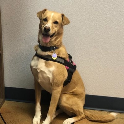 St. Michael's Companion Animal Hospital's Patients