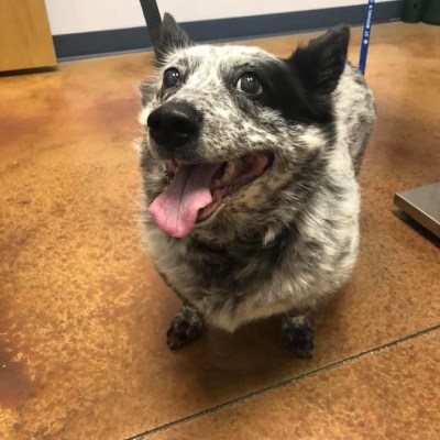 St. Michael's Companion Animal Hospital's Patients