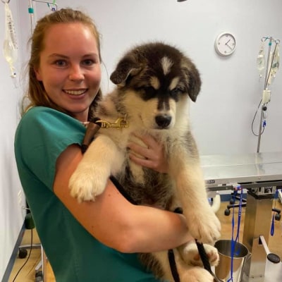 St. Michael's Companion Animal Hospital's Patients
