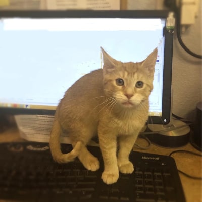 St. Michael's Companion Animal Hospital's Patients