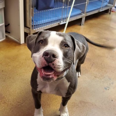 St. Michael's Companion Animal Hospital's Patients