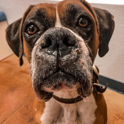 St. Michael's Companion Animal Hospital's Patients