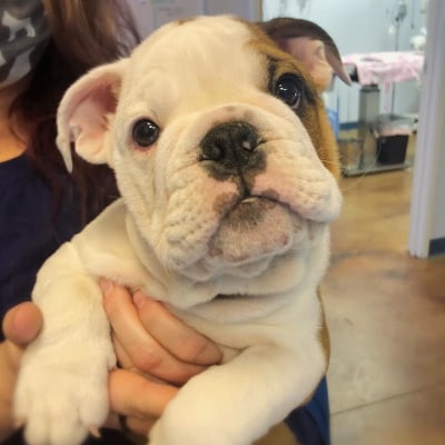 St. Michael's Companion Animal Hospital's Patients