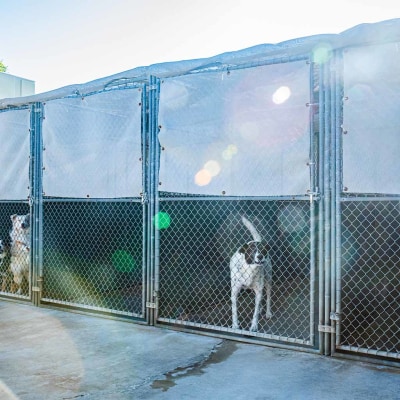 Accomodations For Pets