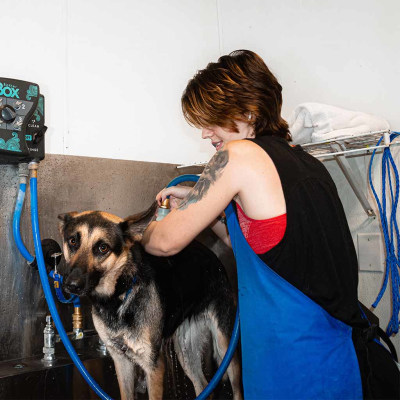 Veterinary Appointment