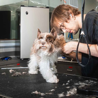 Veterinary Appointment