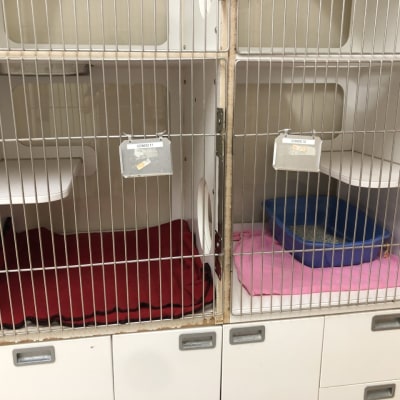 feline condo without windows