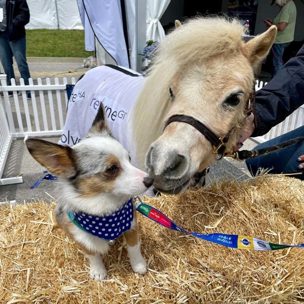 Resolvet by Hagyard at Land Rover Kentucky, 2023