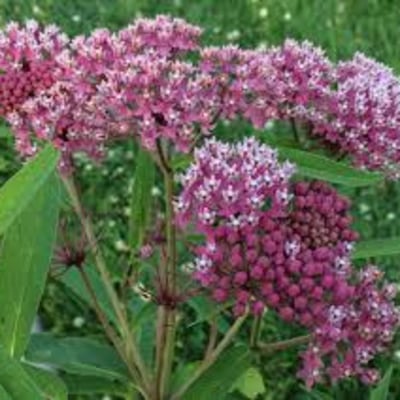 Swamp Milkweed