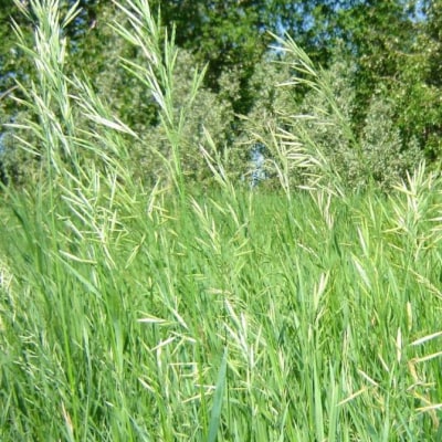 Sweetgrass