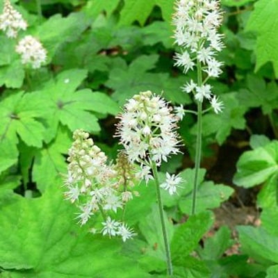 Tiarella