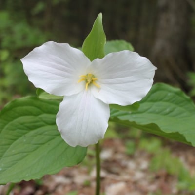 Trilliums