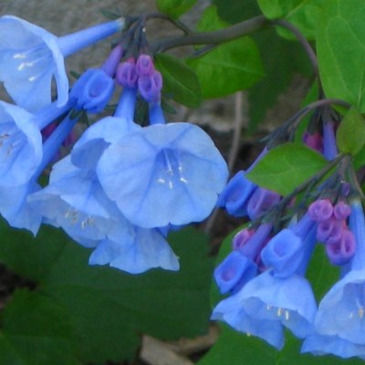 Virginia Bluebells