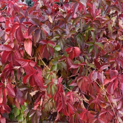 Virginia Creeper