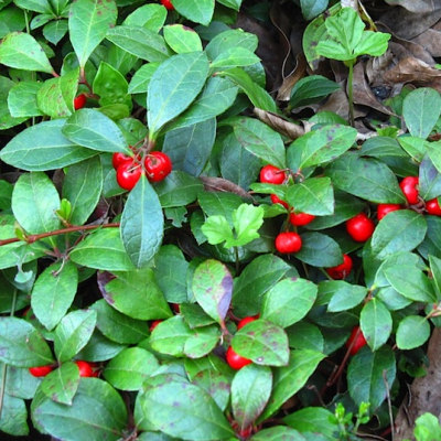 Wintergreen