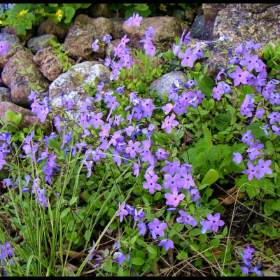 Woodland Phlox